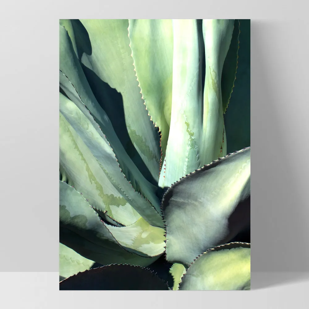 Agave Study II - Art Print