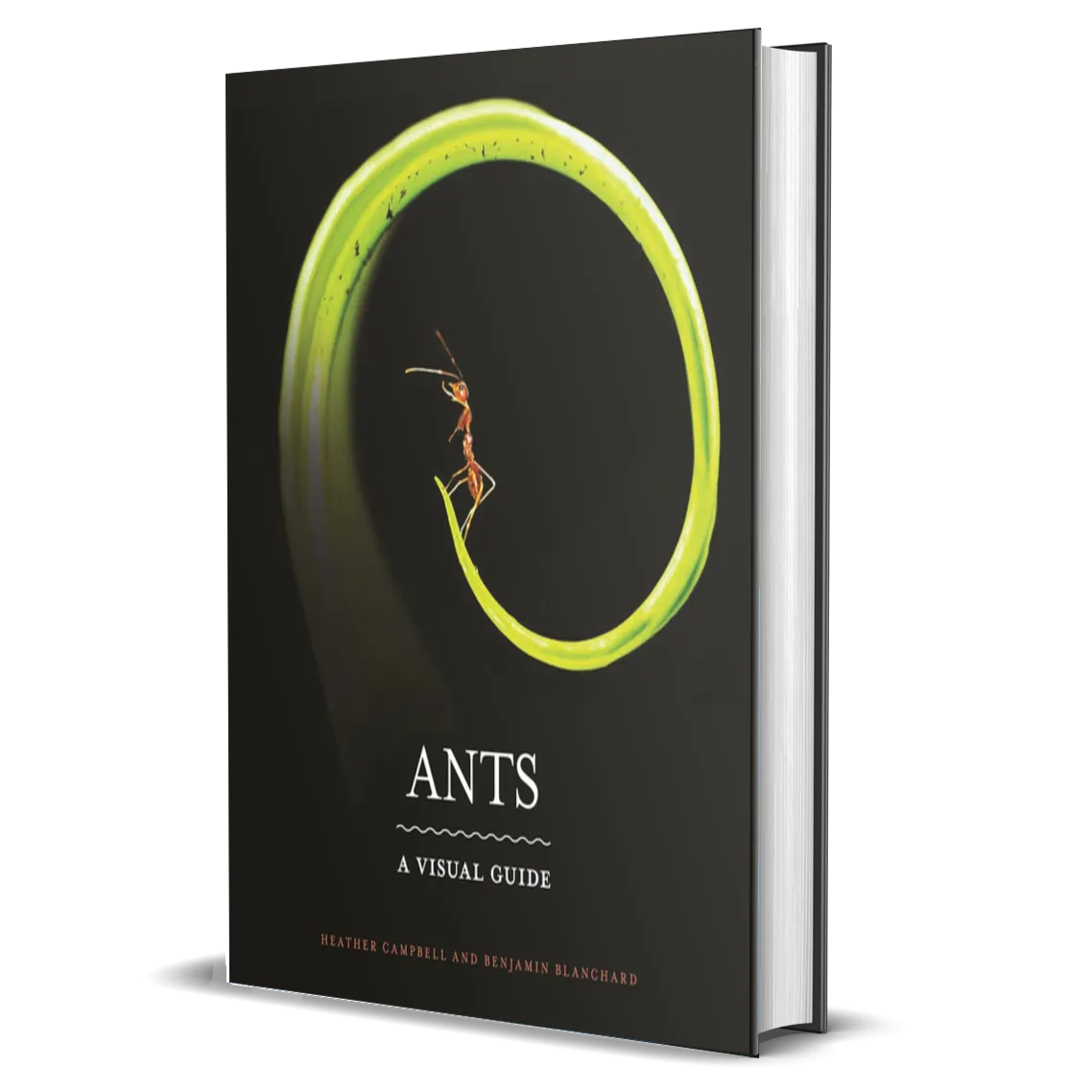 Ants: A Visual Guide