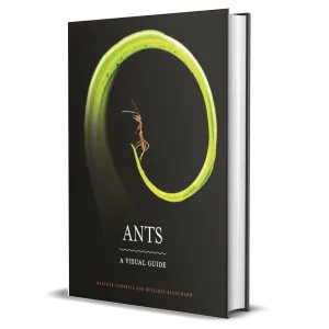 Ants: A Visual Guide