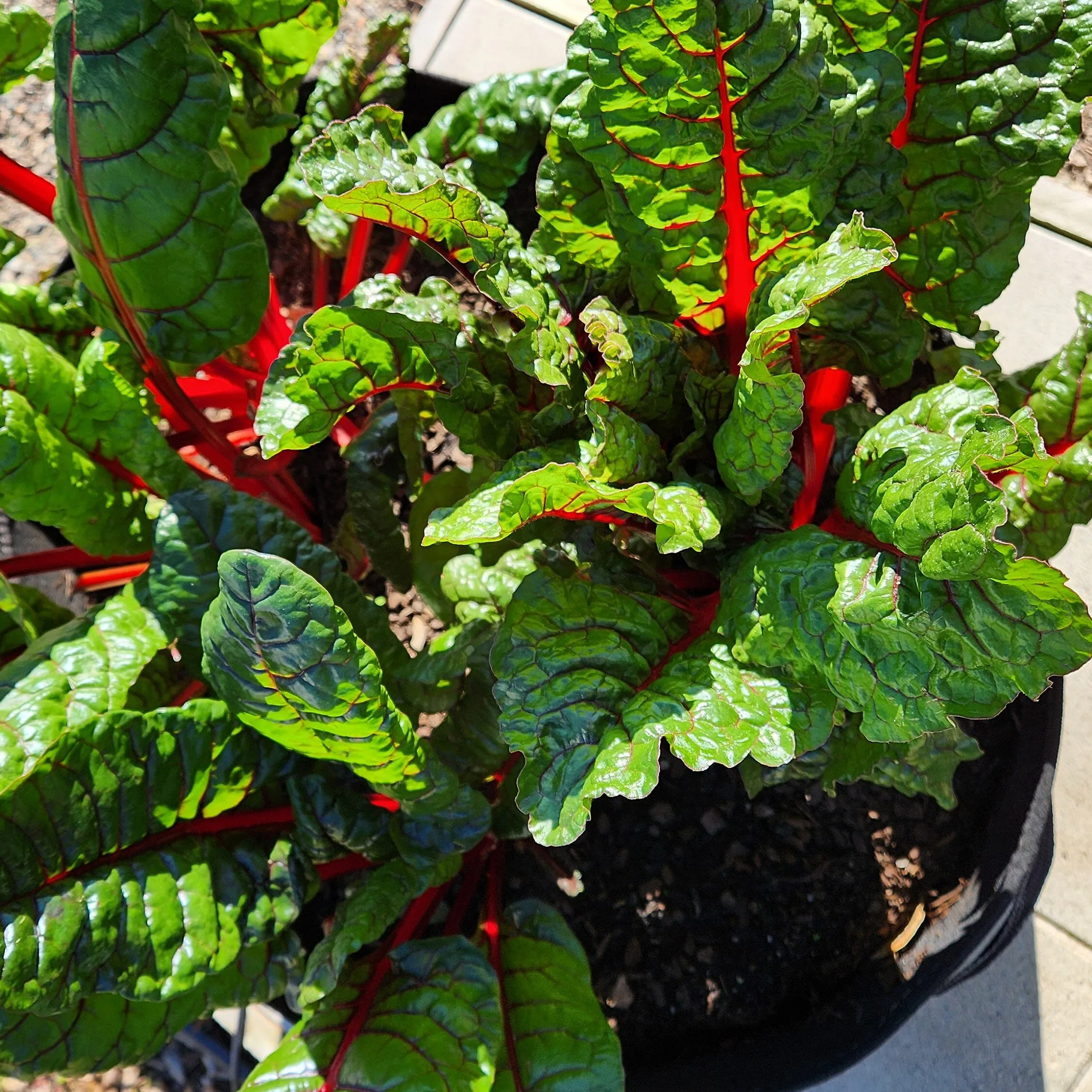 Aussie Gardener PestFree Mini Cover