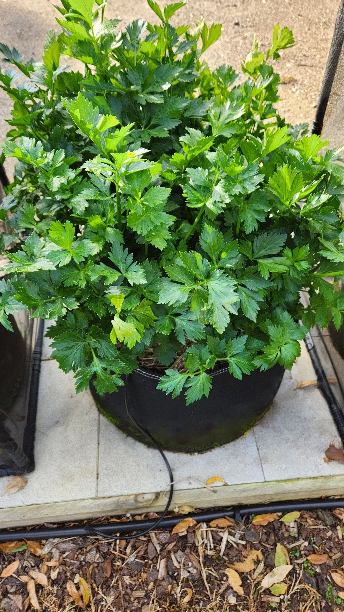 Aussie Gardener PestFree Mini Cover