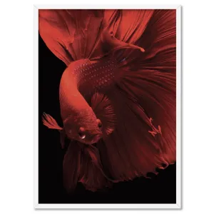 Japanese Red Betta Fighting Fish - Art Print